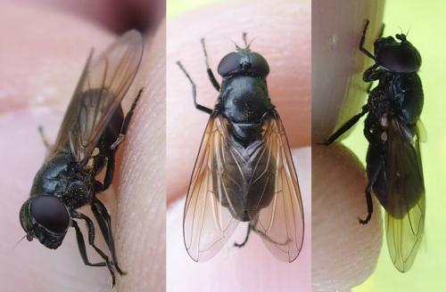 Cheilosia sp.